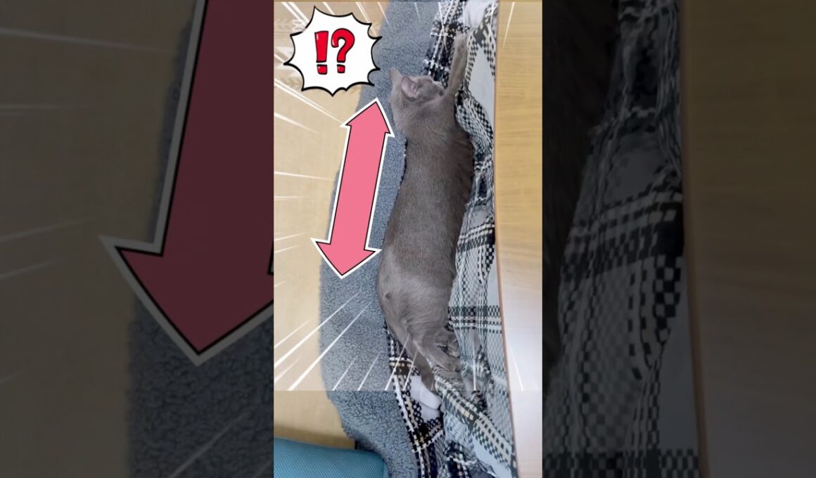 猫背を伸ばす理由とは⁉️❤️ #猫 #ロシアンブルー #catshorts #shorts