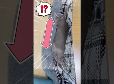 猫背を伸ばす理由とは⁉️❤️ #猫 #ロシアンブルー #catshorts #shorts