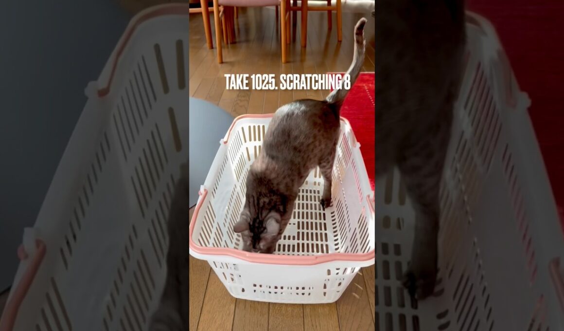 #買い物カゴ #scratchingcat #猫爪とぎ #egyptianmaucat #エジプシャンマウスモーク #猫動画 #エジプシャンマウ #猫あるある #猫と暮らす #shorts