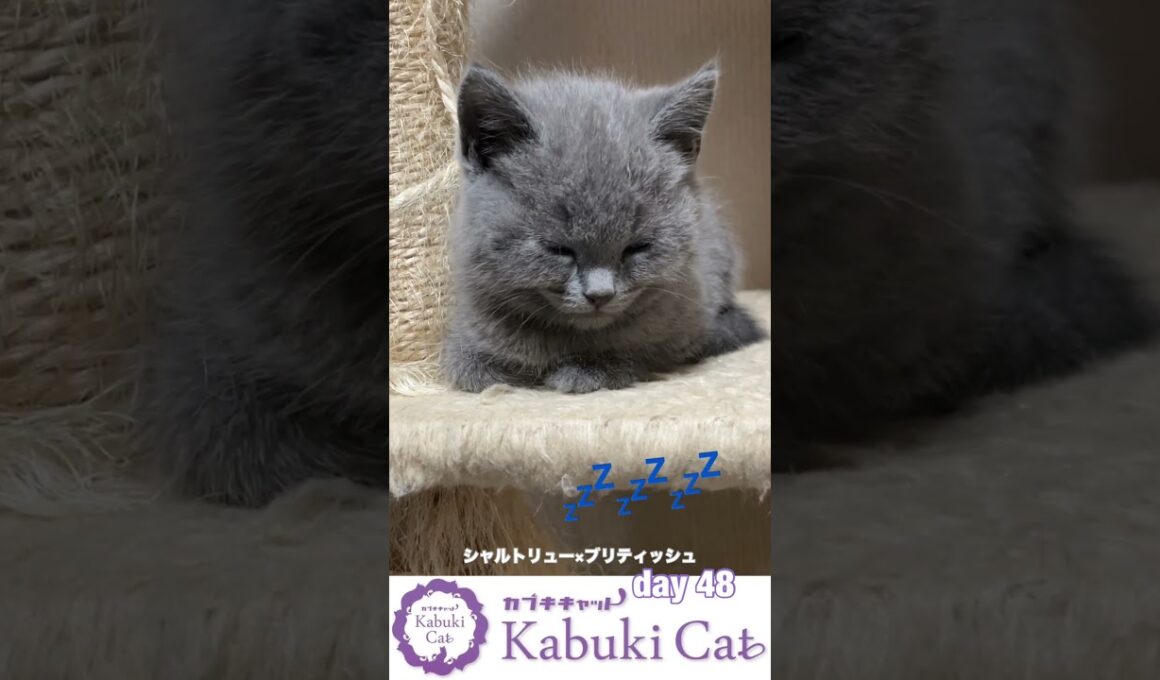 キャットタワーの上から【シャルトリュー✖️ブリティッシュ子猫】遊んだり居眠りしたりお気に入り #シャルトリュー #子ネコ #ブリティッシュショートヘア