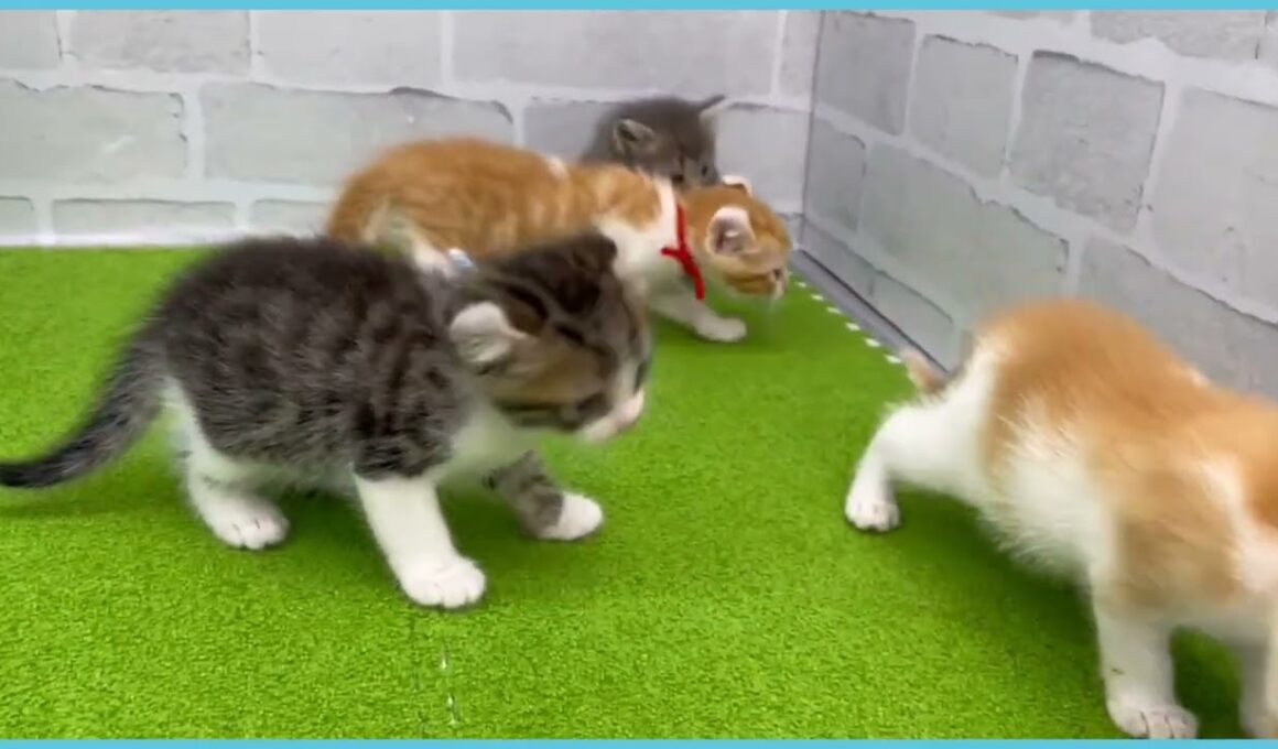 Coo&RIKU　No.00725265 アメリカンカール