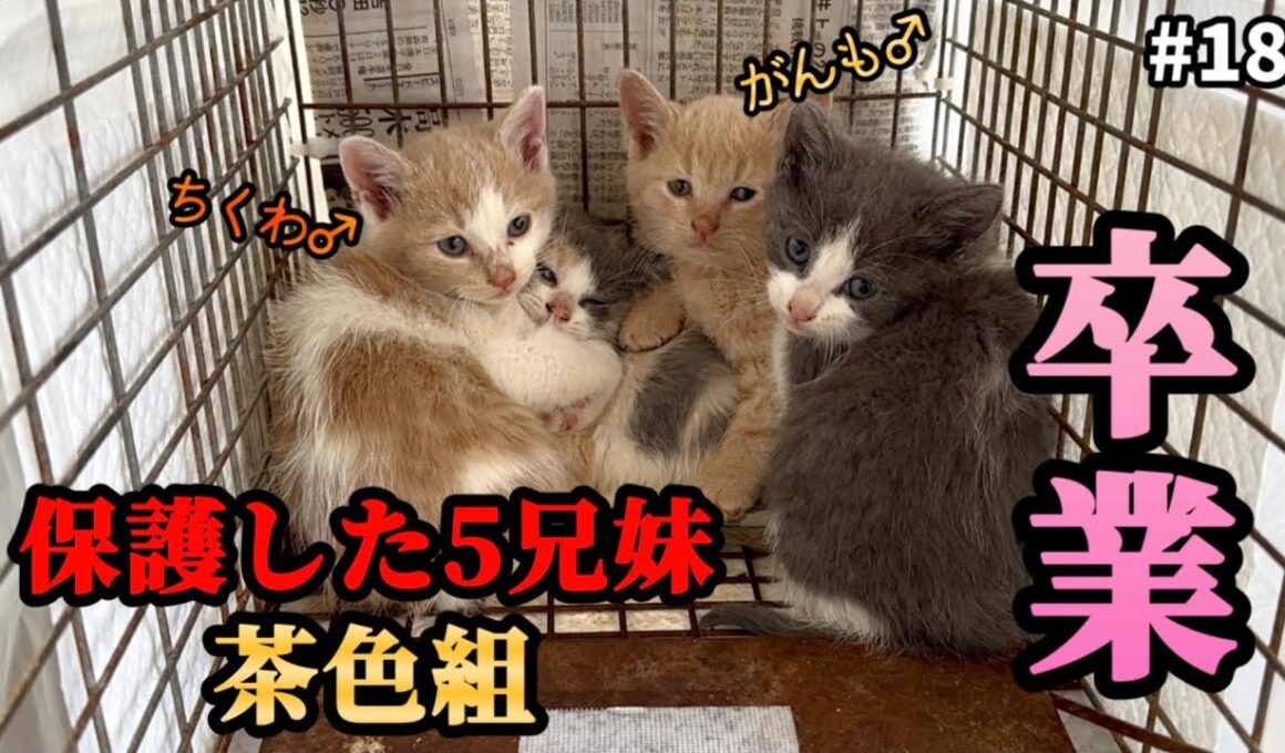 外の世界から「ずっとのお家」へ…生後1ヶ月からみてきた子猫が巣立ちます