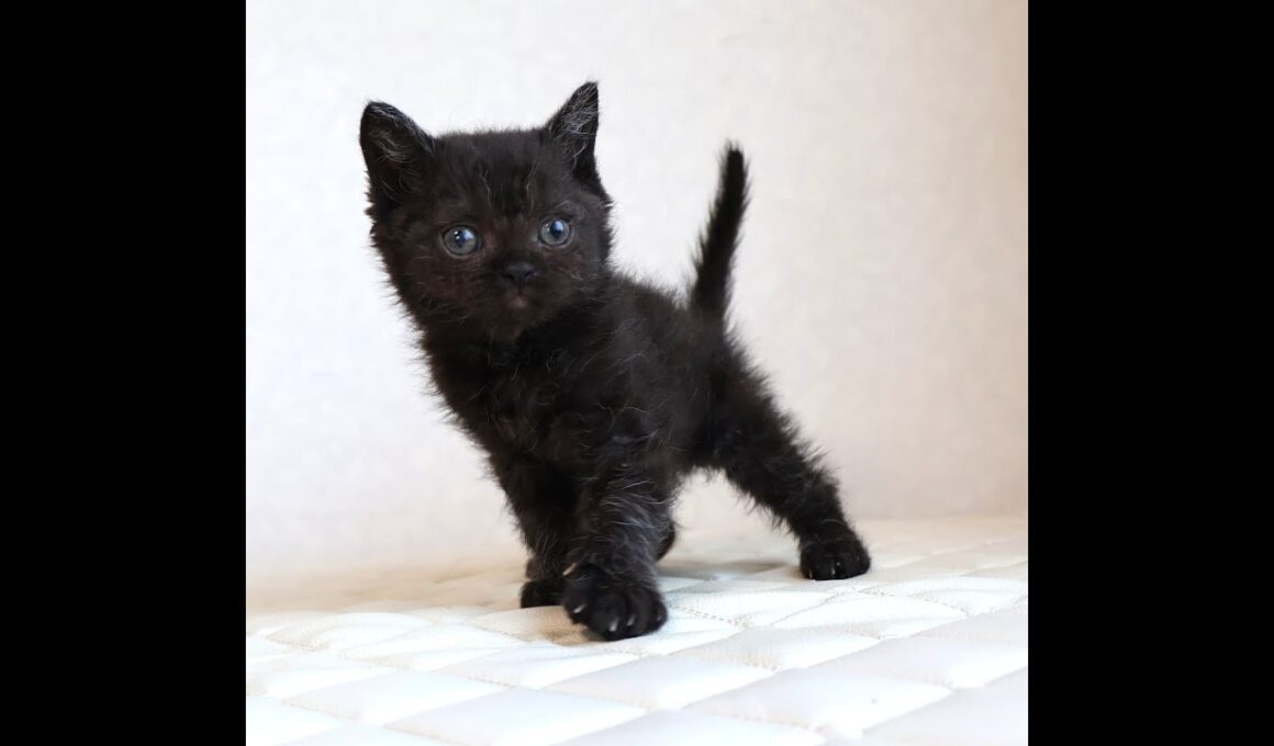 セルカークレックス子猫　Selkirk Rex　2025.12.4産まれ　　ブラック　黒猫　巻き毛　男の子　シーダキャット猫のお店