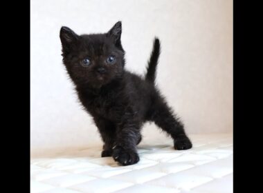 セルカークレックス子猫　Selkirk Rex　2025.12.4産まれ　　ブラック　黒猫　巻き毛　男の子　シーダキャット猫のお店