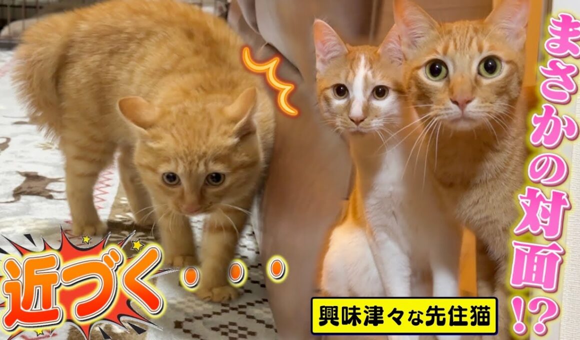 【初対面】先住猫と目が合った瞬間...子猫の様子が"急変"