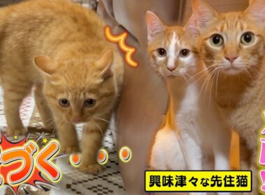 【初対面】先住猫と目が合った瞬間...子猫の様子が"急変"