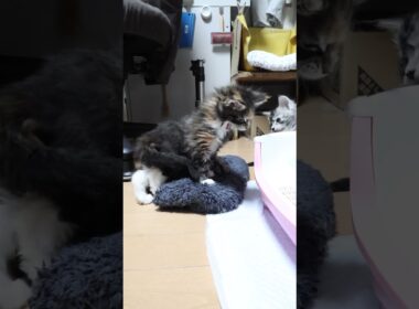 寝起きメインクーン3匹の子猫たち