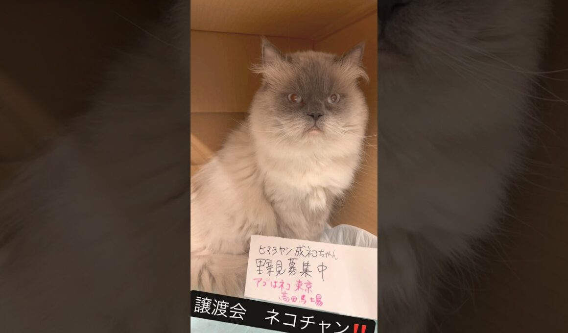 とっても可愛いヒマラヤン😺さん‼️#里親募集中子猫アゴはネコ