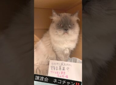 とっても可愛いヒマラヤン😺さん‼️#里親募集中子猫アゴはネコ