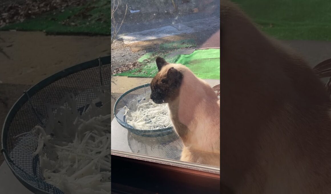 日向ぼっこ猫　シャム猫 #cat #猫のいる暮らし