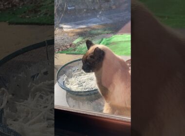 日向ぼっこ猫　シャム猫 #cat #猫のいる暮らし