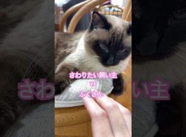 がぶがぶするシャム猫のふくさん【たぬき猫】 #shorts  #猫のいる暮らし #cat #ねこ #しゃむねこ#cute