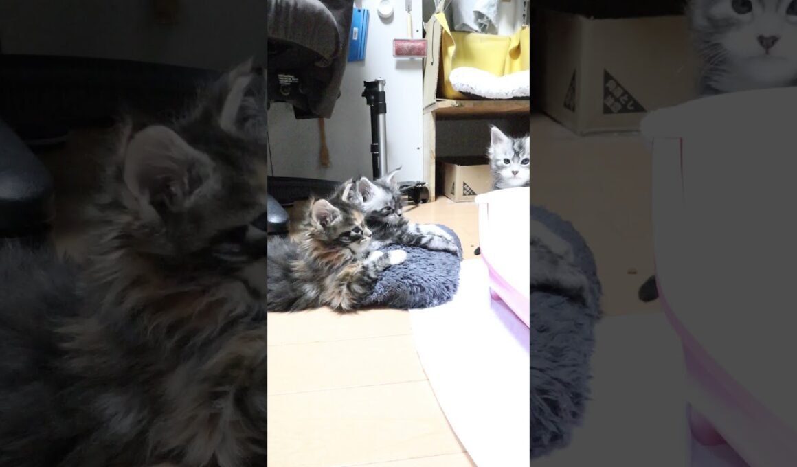 寝起きメインクーン3匹の子猫たち