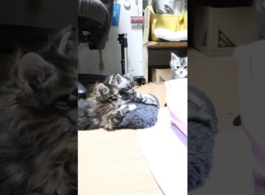 寝起きメインクーン3匹の子猫たち
