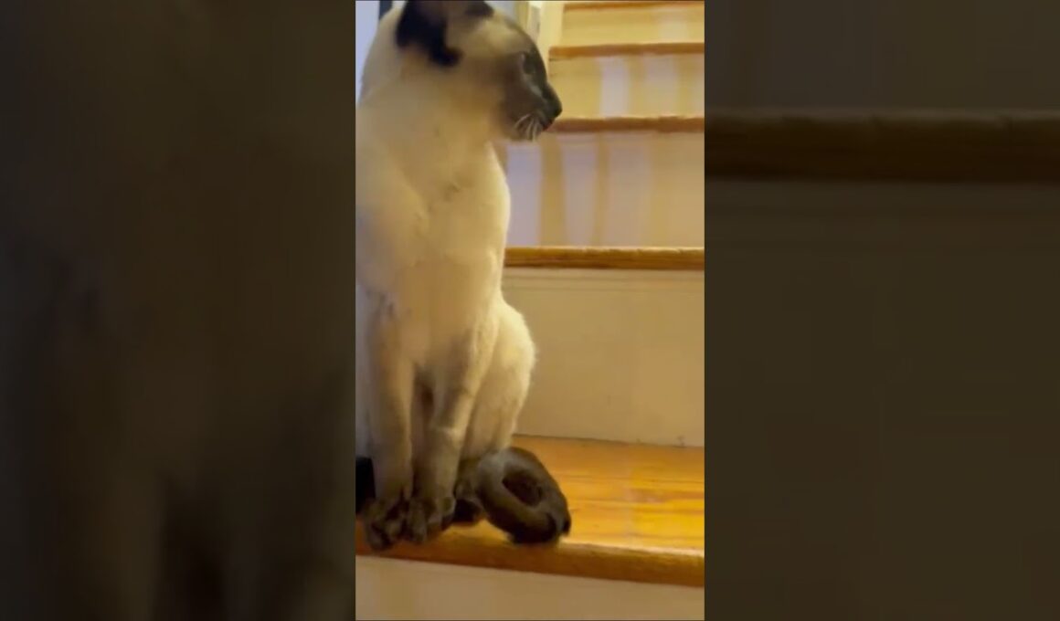 Siamese Kittens 😸😸 シャム猫 #しゃむねこ #cat  #猫 #cute #catcat #子ネコ #siamesecat #pets #kitten #funny