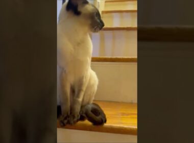 Siamese Kittens 😸😸 シャム猫 #しゃむねこ #cat  #猫 #cute #catcat #子ネコ #siamesecat #pets #kitten #funny