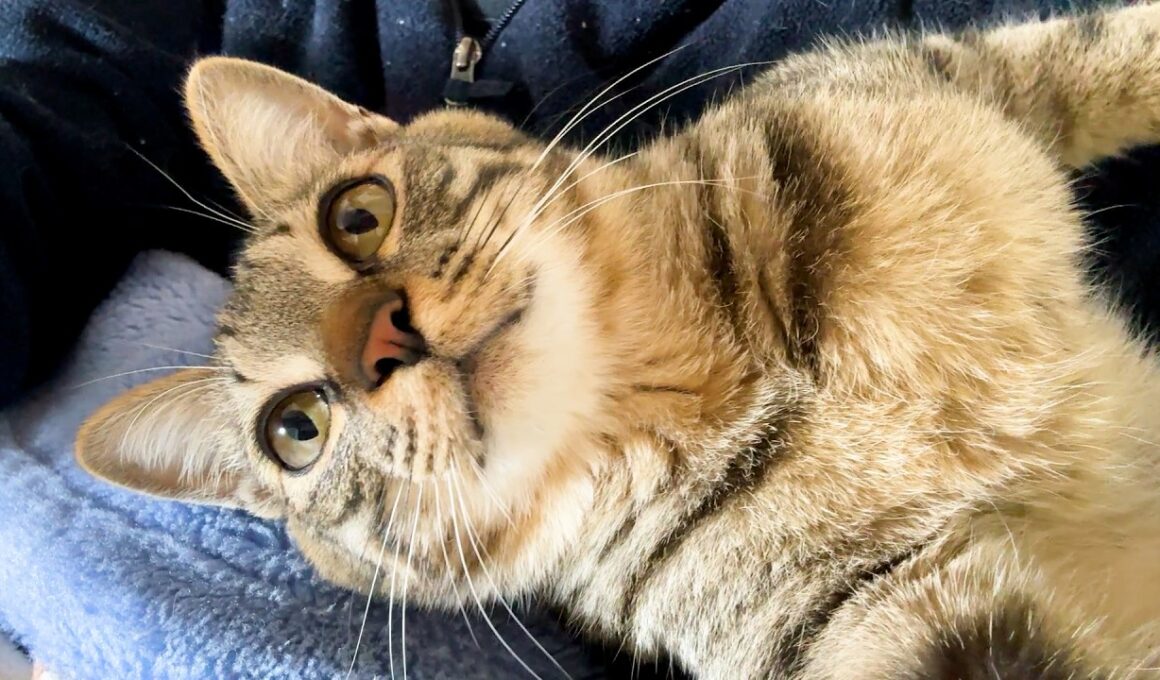 【保護猫】子猫と一緒に寝るようになって幸せを極めています