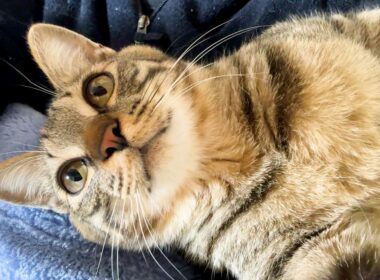 【保護猫】子猫と一緒に寝るようになって幸せを極めています