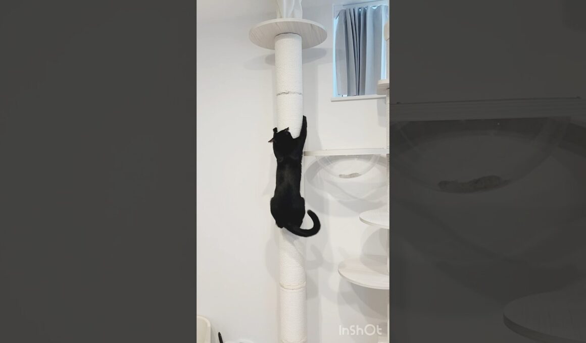 木登り黒猫ボンベイ　#cat #かわいい #猫のいる暮らし #ねこのいる生活 #ねこ動画 #猫好きさんと繋がりたい #キャットタワー #癒やし #おもちゃ #健康