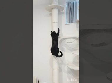 木登り黒猫ボンベイ　#cat #かわいい #猫のいる暮らし #ねこのいる生活 #ねこ動画 #猫好きさんと繋がりたい #キャットタワー #癒やし #おもちゃ #健康