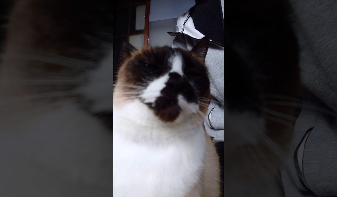 朝のシャム猫さん🐾#猫 #ねこ #cat #Shorts