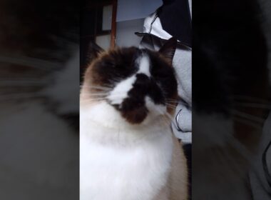 朝のシャム猫さん🐾#猫 #ねこ #cat #Shorts