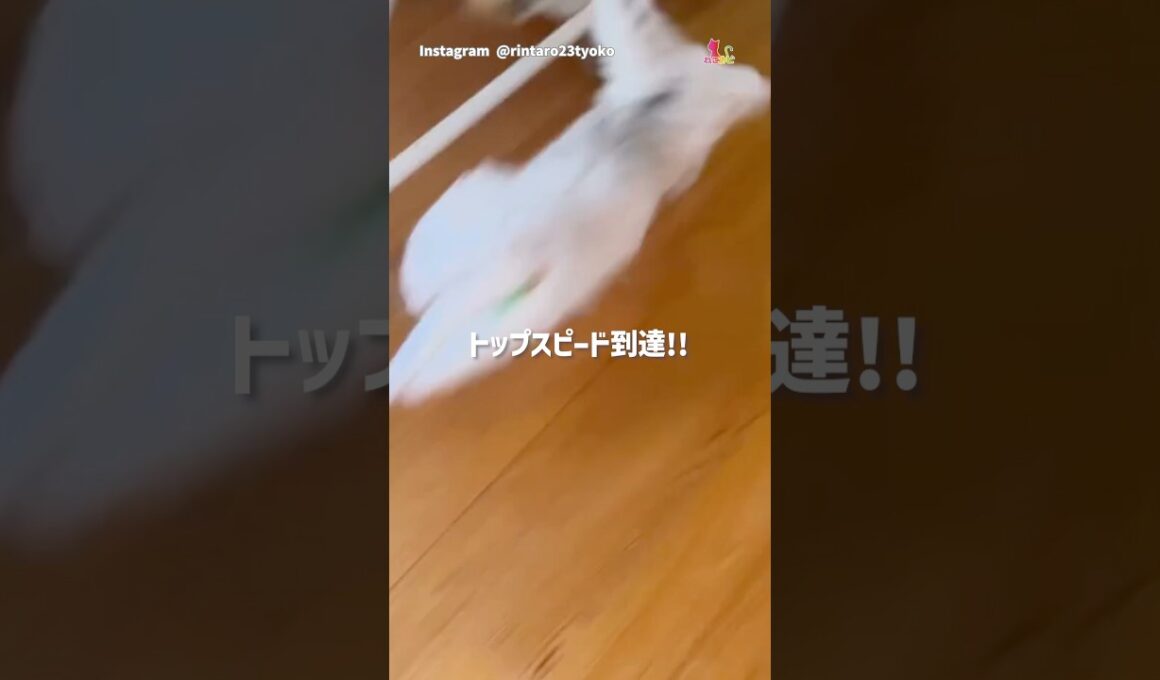 猫、F1参戦⁉︎速すぎて映らない件‼︎