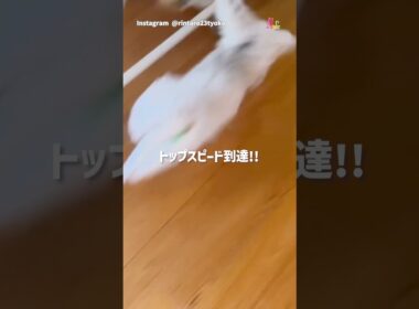 猫、F1参戦⁉︎速すぎて映らない件‼︎