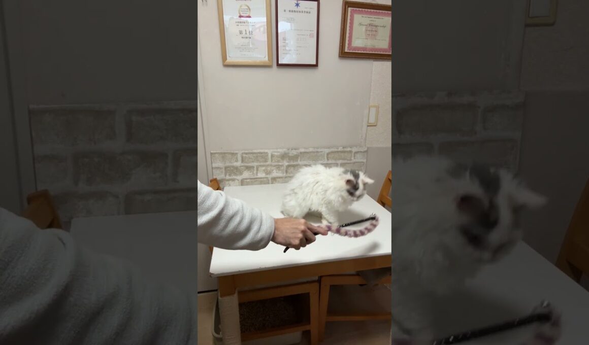 セルカークレックス（2025年2月22日生まれ）3【撮影日：2026.1.25】