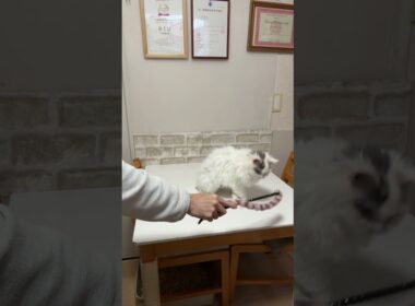 セルカークレックス（2025年2月22日生まれ）3【撮影日：2026.1.25】