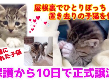 ND572【子猫】屋根裏でひとりぼっち置き去りの子猫保護。猫神様に愛され、保護から10日で正式譲渡。【保護猫】