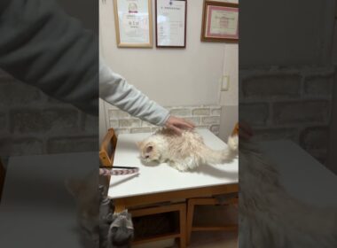 セルカークレックス（2025年4月24日生まれ）2【撮影日：2026.1.25】