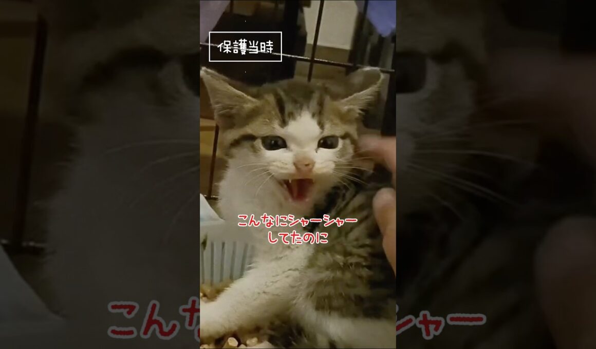 保護猫ビフォーアフター #ビフォーアフター #子猫 #子猫保護