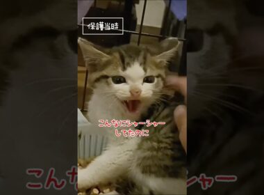 保護猫ビフォーアフター #ビフォーアフター #子猫 #子猫保護