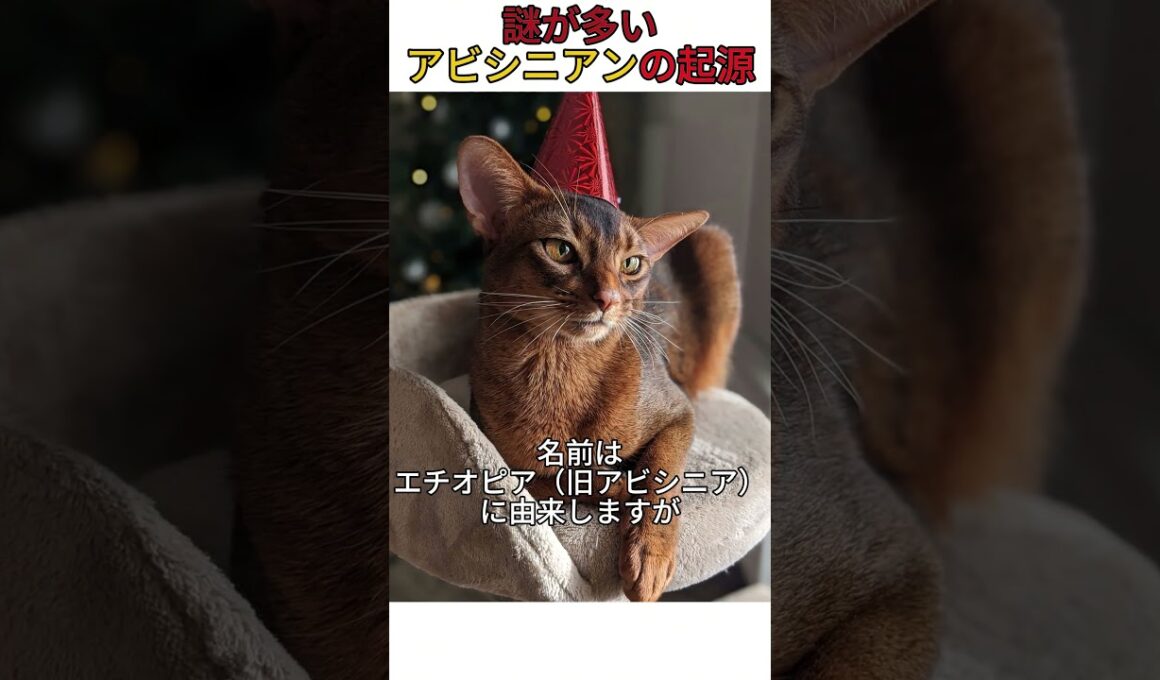 謎が多いアビシニアンの起源 #猫