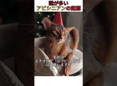 謎が多いアビシニアンの起源 #猫