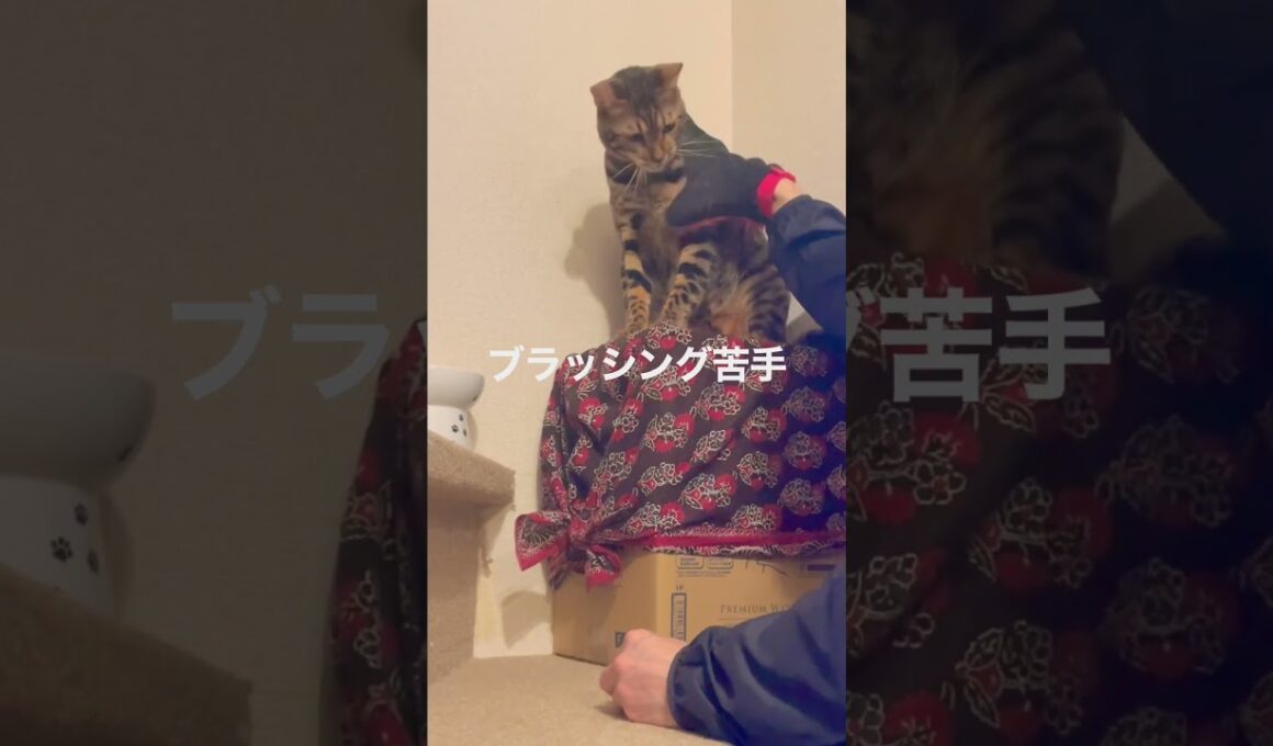 Feels great! たまにはブラッシングしよ(☝︎ ՞ਊ ՞)☝︎