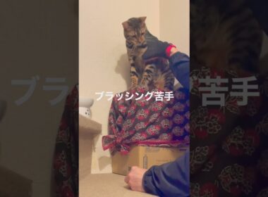 Feels great! たまにはブラッシングしよ(☝︎ ՞ਊ ՞)☝︎