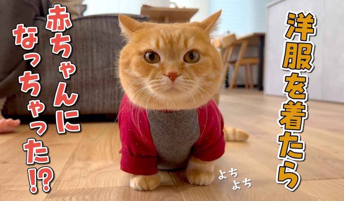 寒がりの短足猫に服を着せたらよちよち歩きし始めて可愛すぎました！