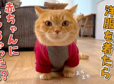 寒がりの短足猫に服を着せたらよちよち歩きし始めて可愛すぎました！