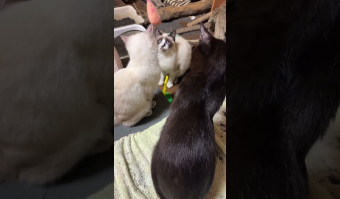 シャム猫のパンダに、ネズミのネコジャラシのはずだったが、他のネコたちが。珍しく、三毛猫ミックスが炎上モードにｗ