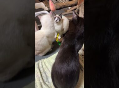 シャム猫のパンダに、ネズミのネコジャラシのはずだったが、他のネコたちが。珍しく、三毛猫ミックスが炎上モードにｗ