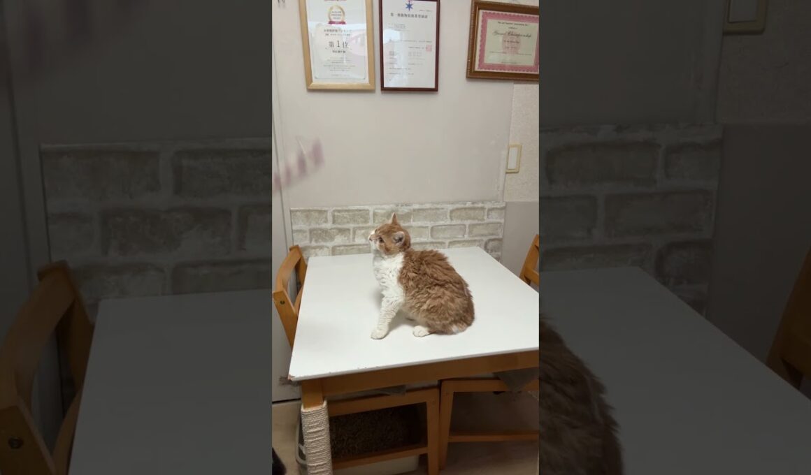 セルカークレックス（2025年9月6日生まれ）2【撮影日：2026.1.25】