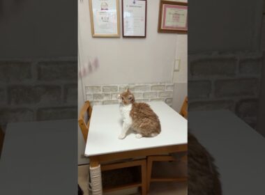 セルカークレックス（2025年9月6日生まれ）2【撮影日：2026.1.25】