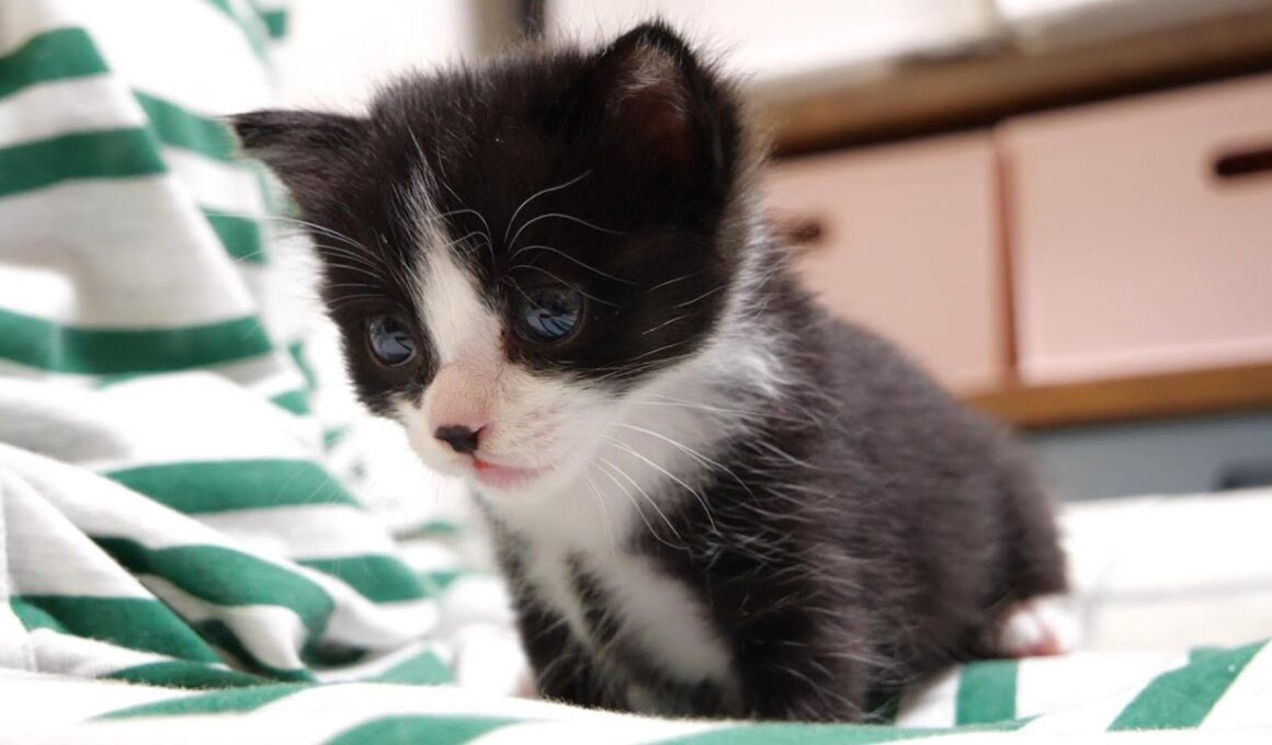 カワイイ鳴き声でミルクの順番を待つ赤ちゃん子猫がお腹いっぱいになったらママを独占する？【赤ちゃん猫　保護猫】