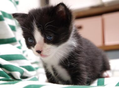 カワイイ鳴き声でミルクの順番を待つ赤ちゃん子猫がお腹いっぱいになったらママを独占する？【赤ちゃん猫　保護猫】