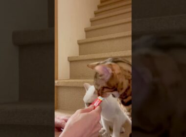 Our moment of happiness😋きみと僕で半分こ。