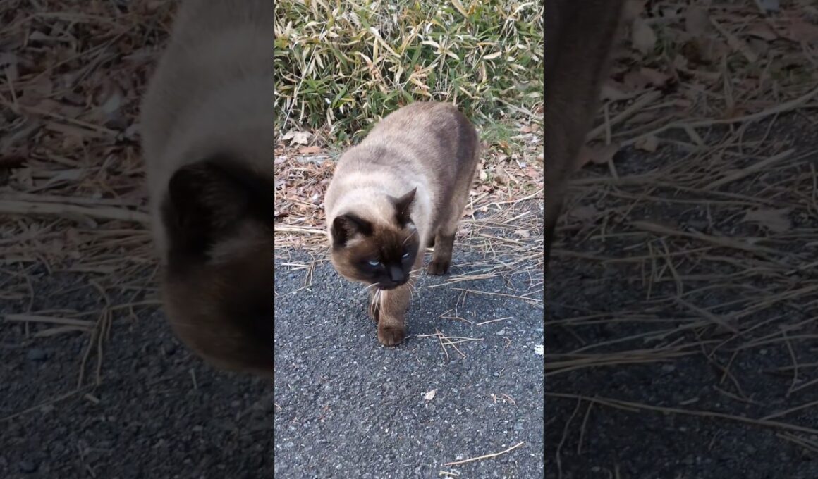 伸びして近づいてくるシャム猫ぽい猫