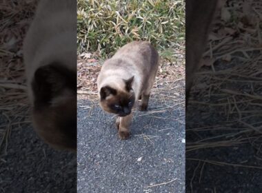 伸びして近づいてくるシャム猫ぽい猫