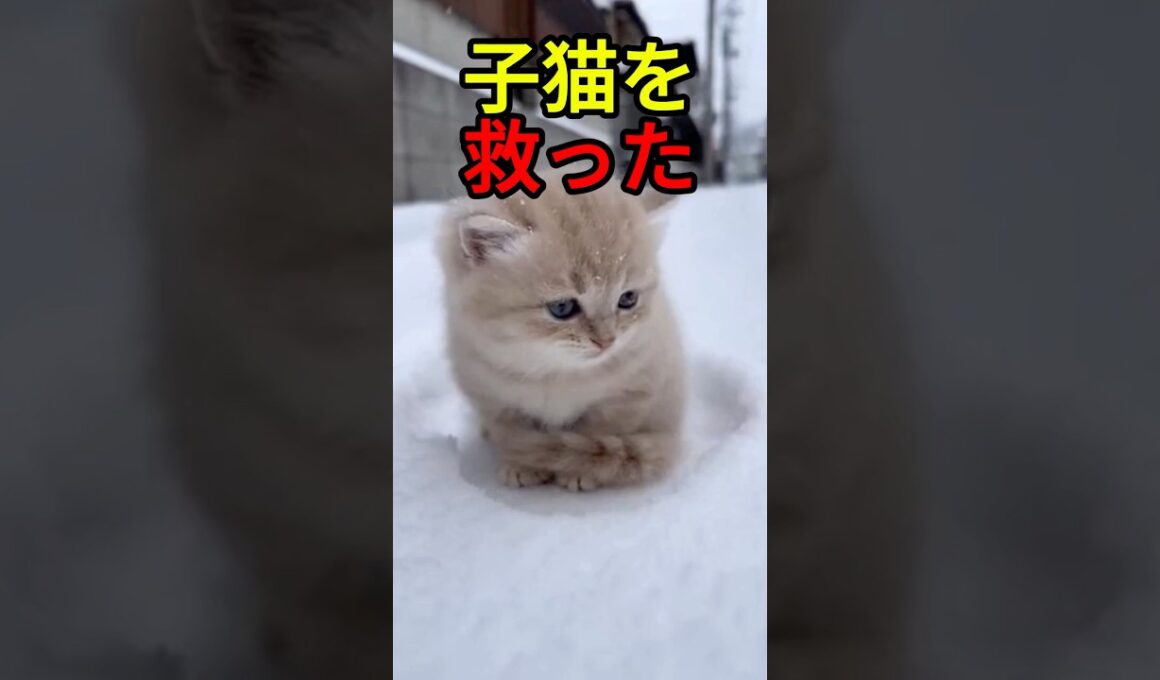 怖がる子猫に先住猫は【感動物語】 #shorts